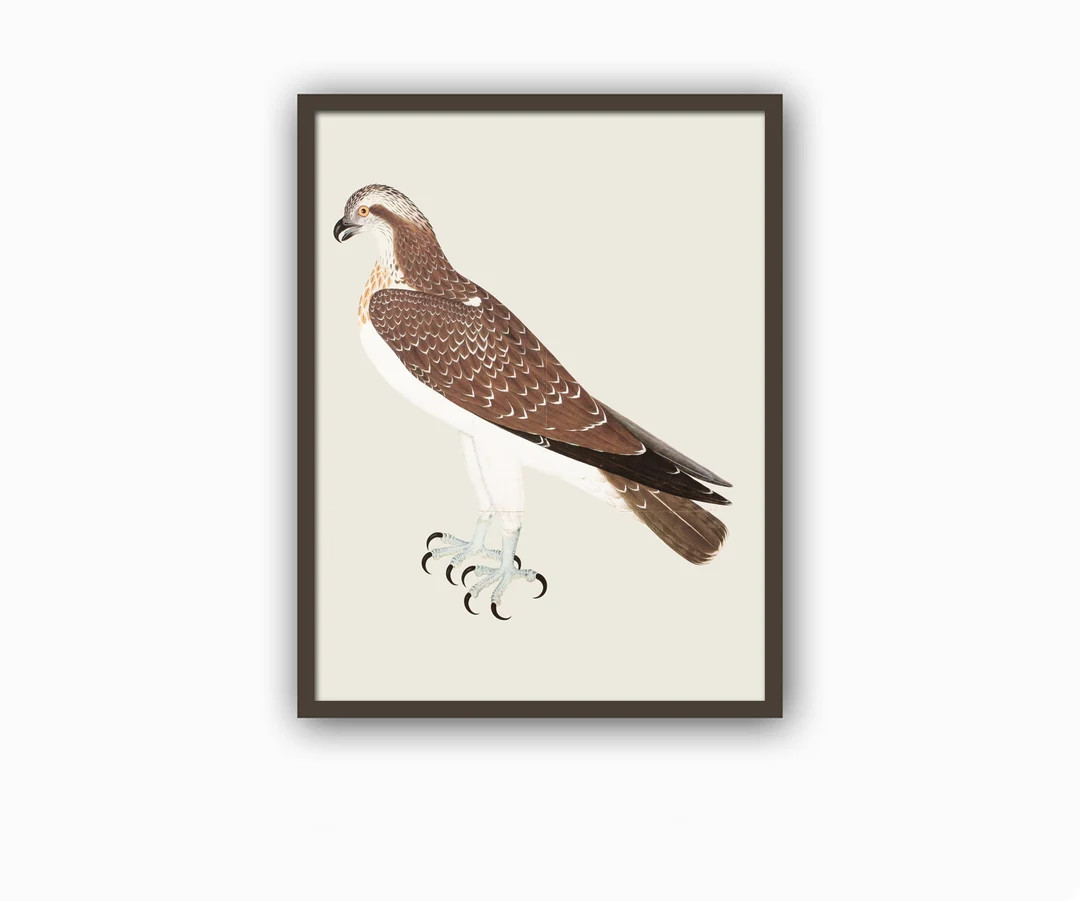 Osprey Bird Print Large Wall Art Decor Vintage Collection Bird Illustration Art-770(28) | Etsy (US)