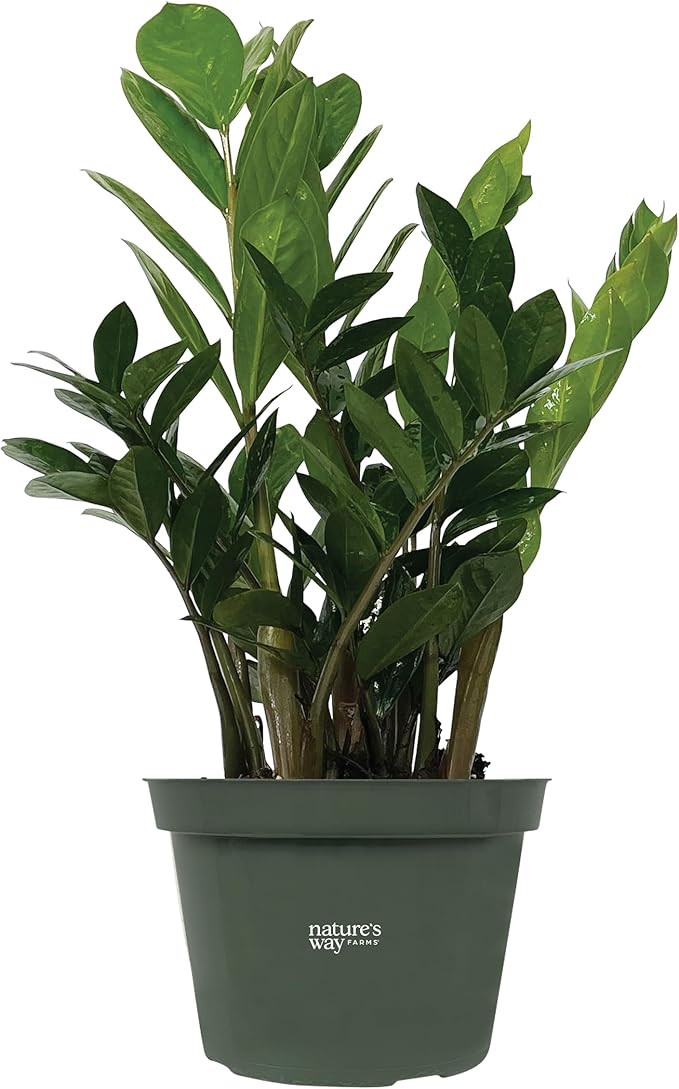 ZZ Plant, Zamioculcas Zamiifolia, Indoor, Outdoor, Live Houseplant, in Grower Pot, Nature’s Way... | Amazon (US)