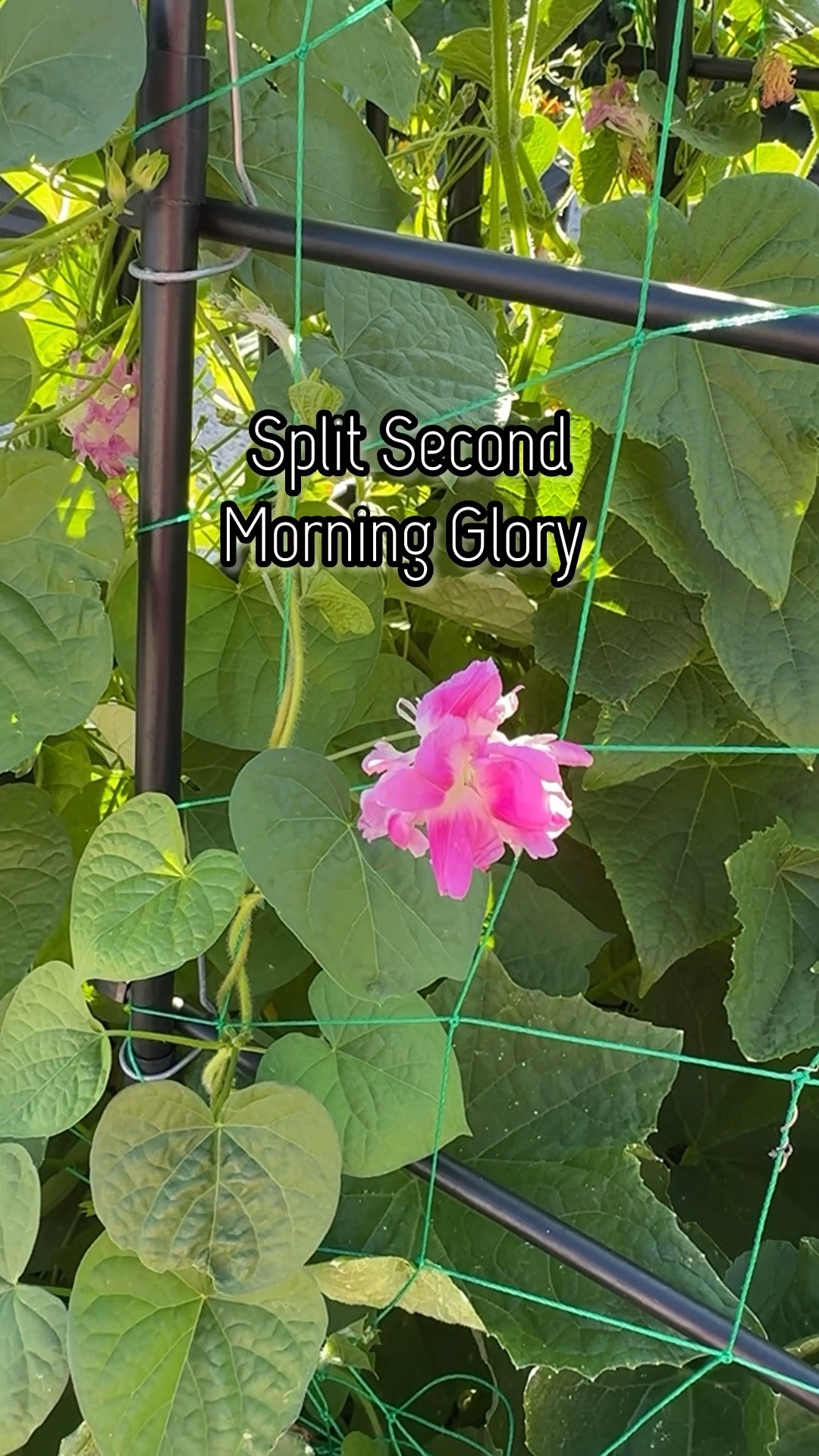 Love these beautiful morning glory vines. I plant these every summer to climb my arbors. They attract the bees which help pollinate my garden🌸

#LTKSeasonal #LTKstorytime #LTKHome