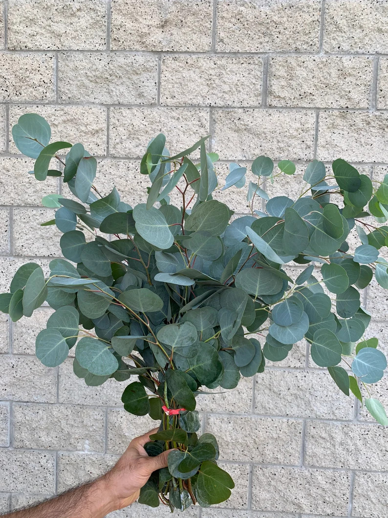 Large Fresh/Dried Silver Dollar Eucalyptus Bundle, California Grown Eucalyptus | Etsy (US)