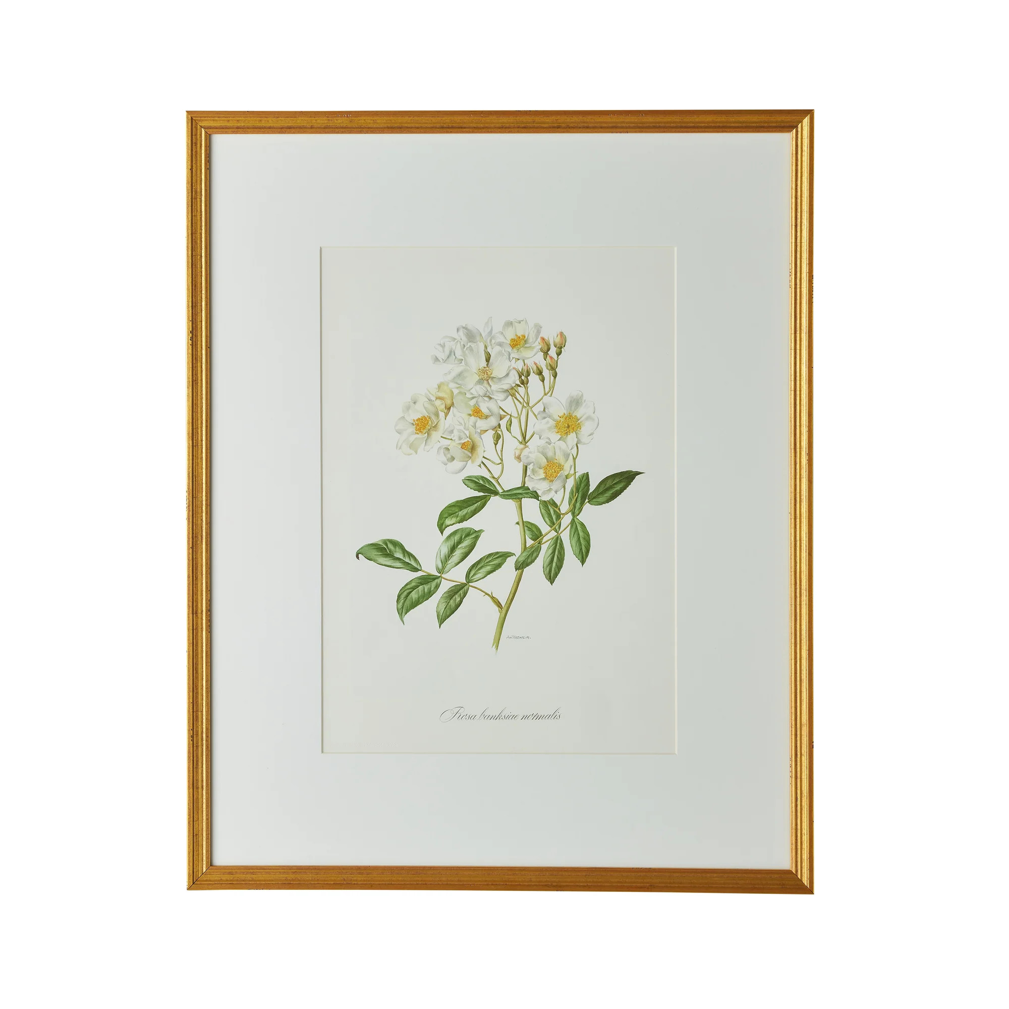 Alberic Barbier Artwork | Caitlin Wilson Design