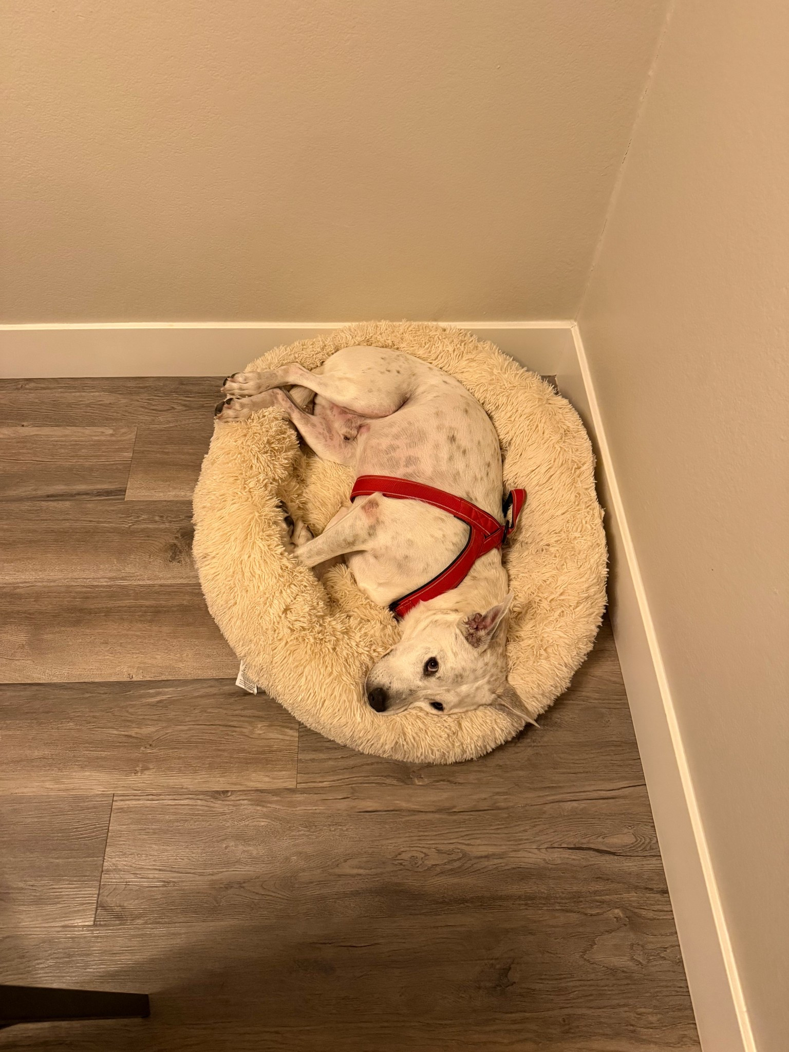 Dog bed 

#LTKFamily #LTKPets