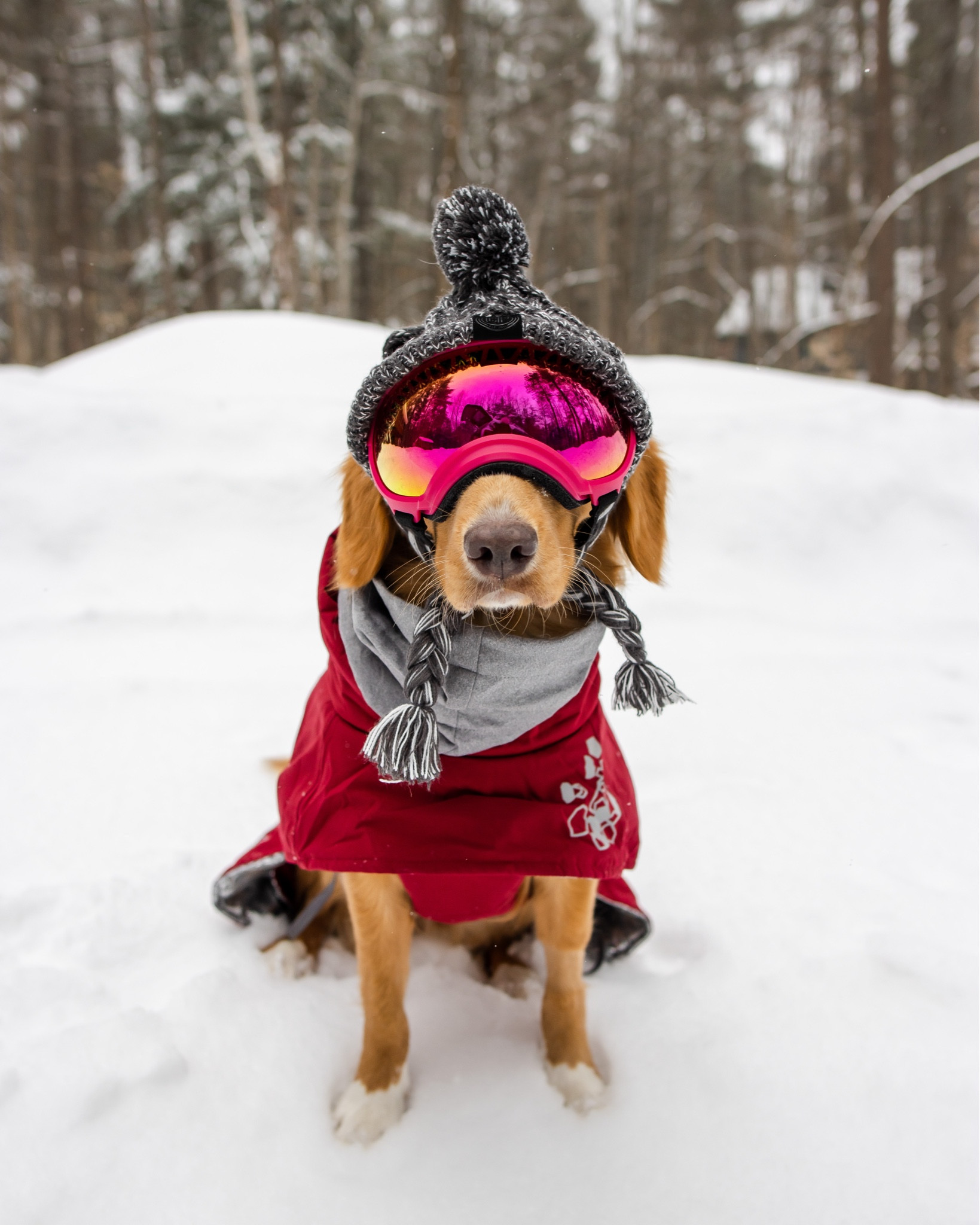 Winter dog hat and coat 