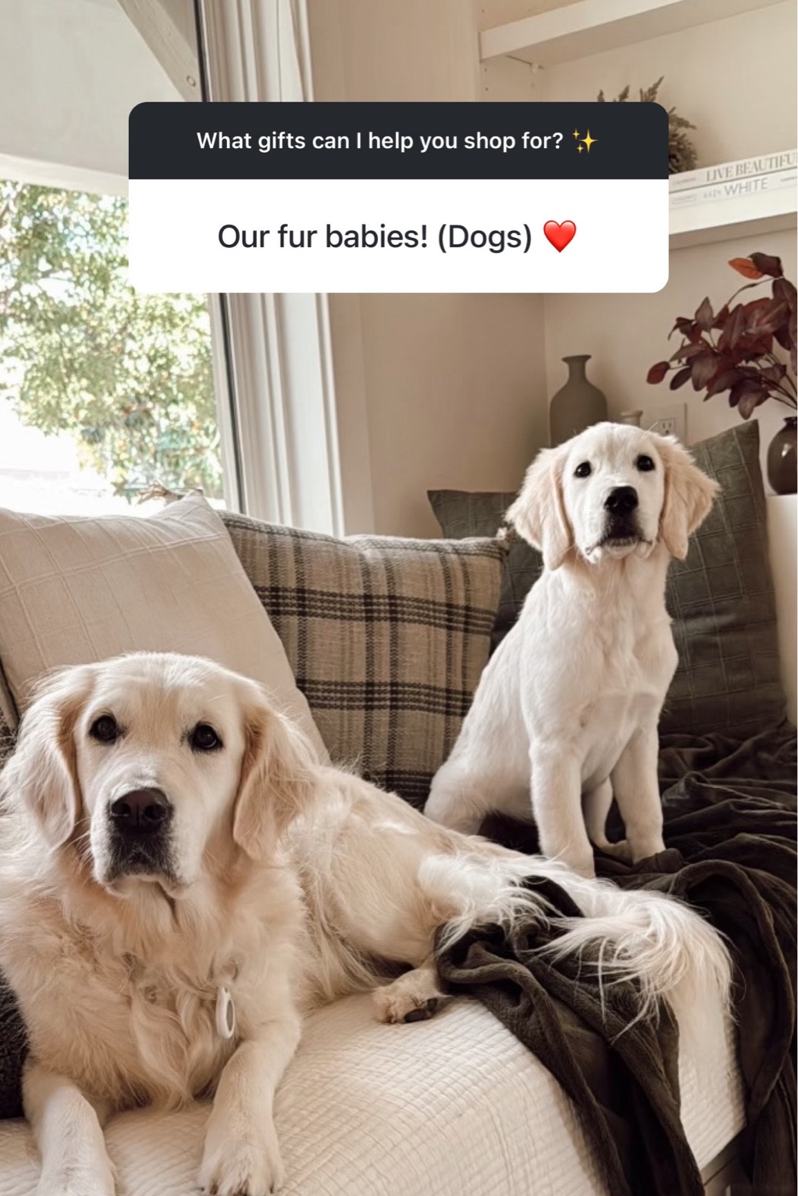 Gift ideas for the pups✨
StylinByAylin, Aylin, gift guides, gift ideas, pet gifts

#LTKStyleTip #LTKCyberWeek #LTKGiftGuide