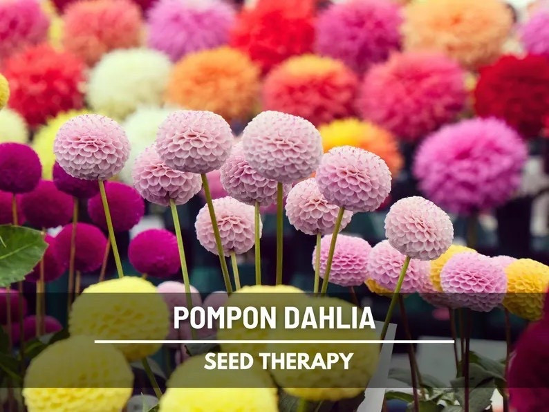 Whimsical and wonderfully eye-catching, the Pompon Dahlia Mix fills your garden with perfectly round, honeycomb-petaled blooms in a joyful range of vibrant colors. Loved by floral designers for their long vase life and playful geometric form, these heirloom dahlias bring bold beauty to cutting gardens, borders, and summer bouquets—while offering the bonus of saving tubers to enjoy again next season. #dahlia #cutflowergarden #heirloomflowers #growfromseed #summerblooms #flowerfarmstyle #gardeninspiration #longlastingblooms

#LTKHome #LTKSeasonal #LTKdayinmylife