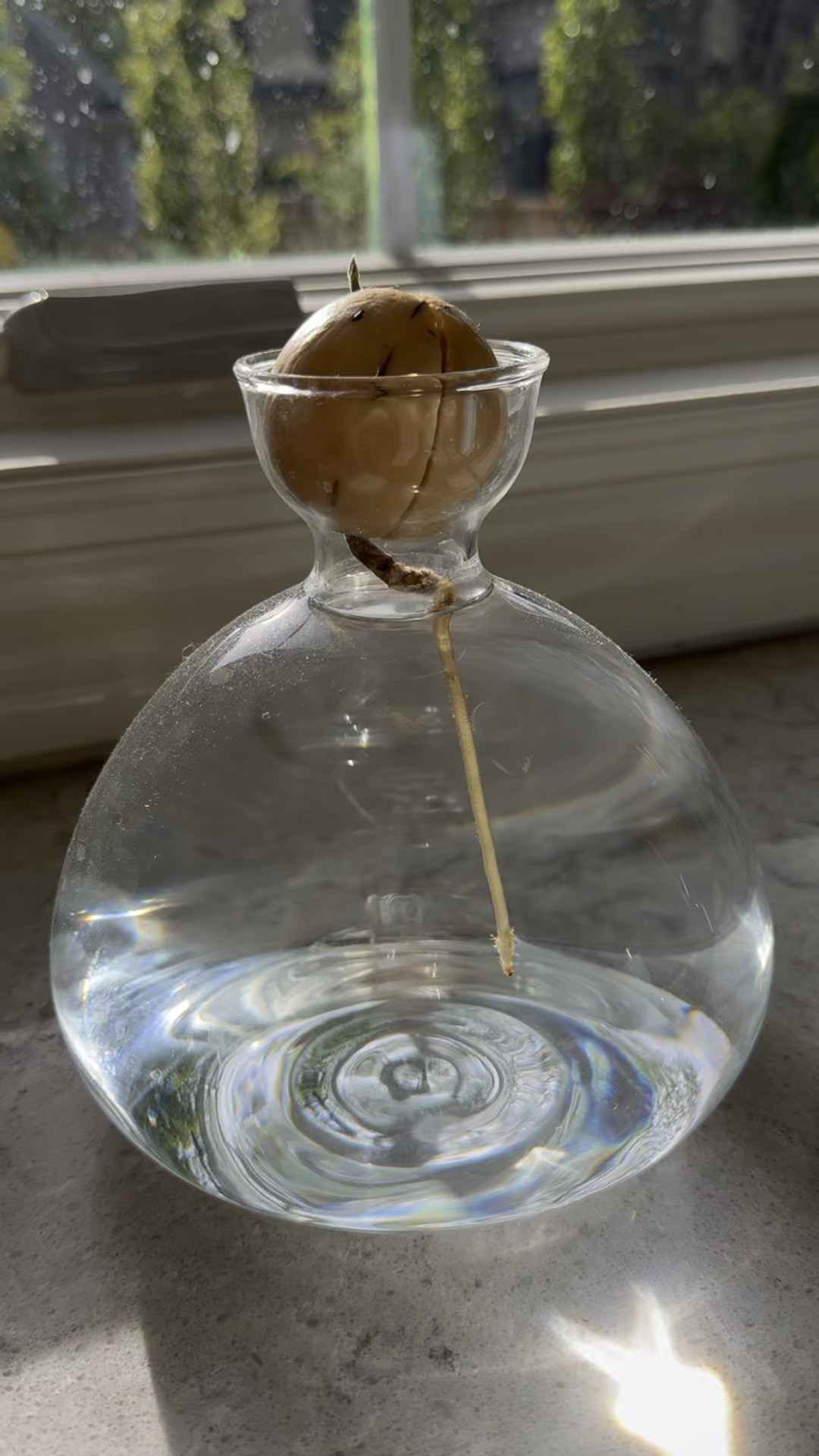 My avocado tree is sprouting 🌱

#LTKVideo #LTKhome #LTKfindsunder50