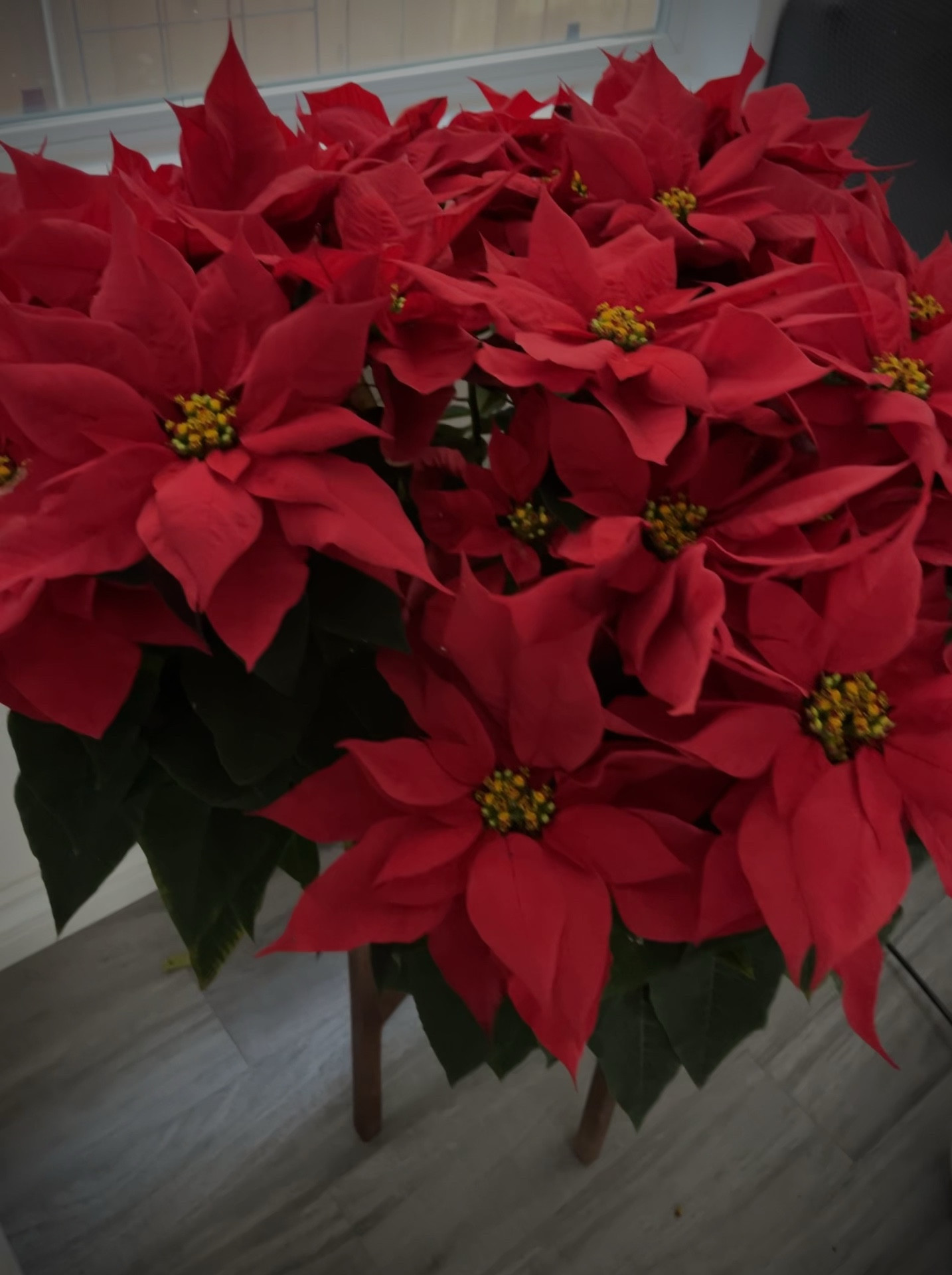 Get these beautiful poinsettias for this Christmas season ✨ #poinsettias #christmas #giftsforthekids #cybermonday

#LTKHoliday #LTKGiftGuide #LTKSeasonal