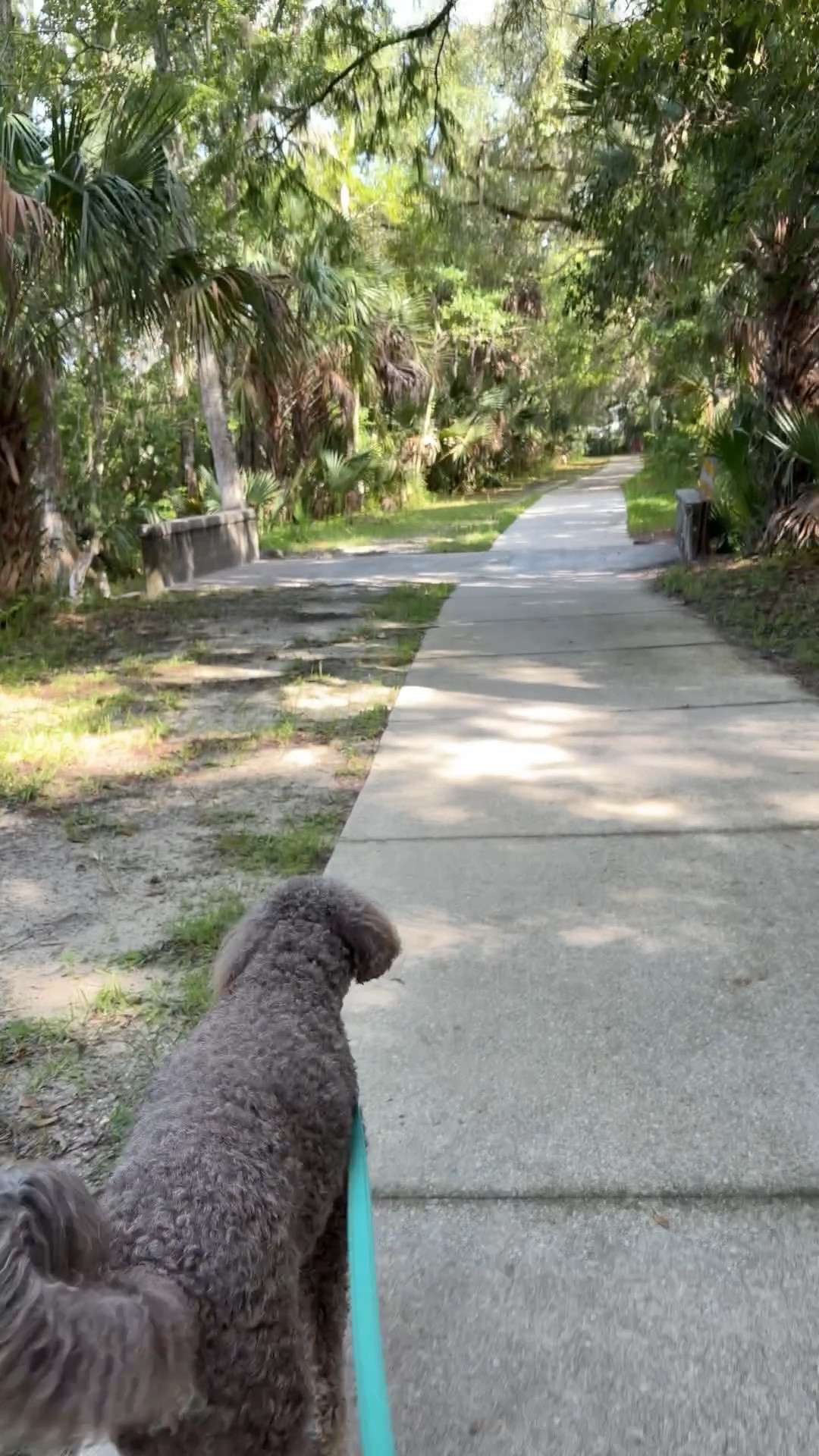 Afternoon walk - have on old flip flops because Murph will swim in the lake and an easy to travel bag — matching eh 😂

#LTKdayinmylife #LTKmorningroutine #LTKselfcare