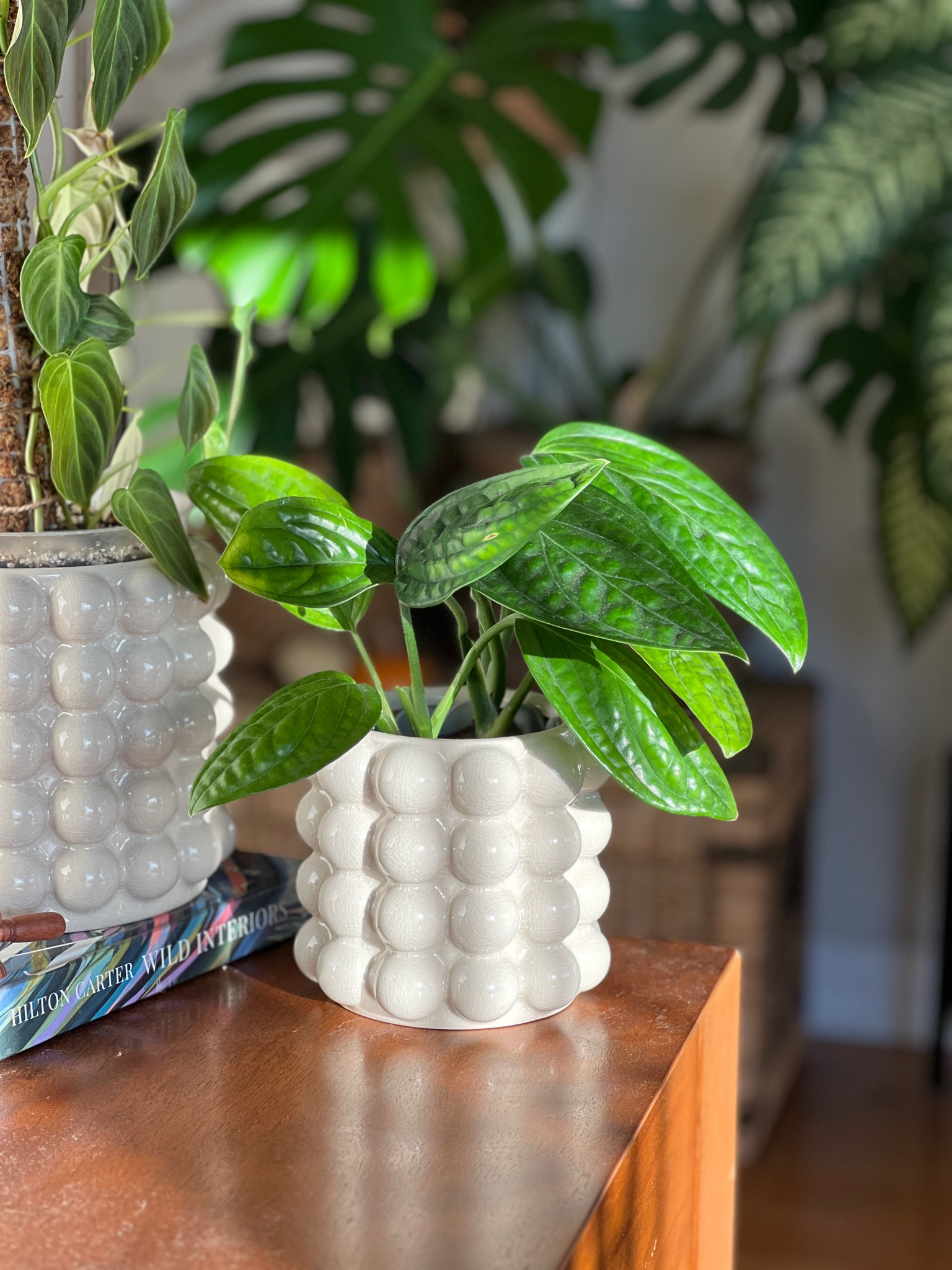 Bubble Planters

#LTKhome #LTKunder100 #LTKunder50