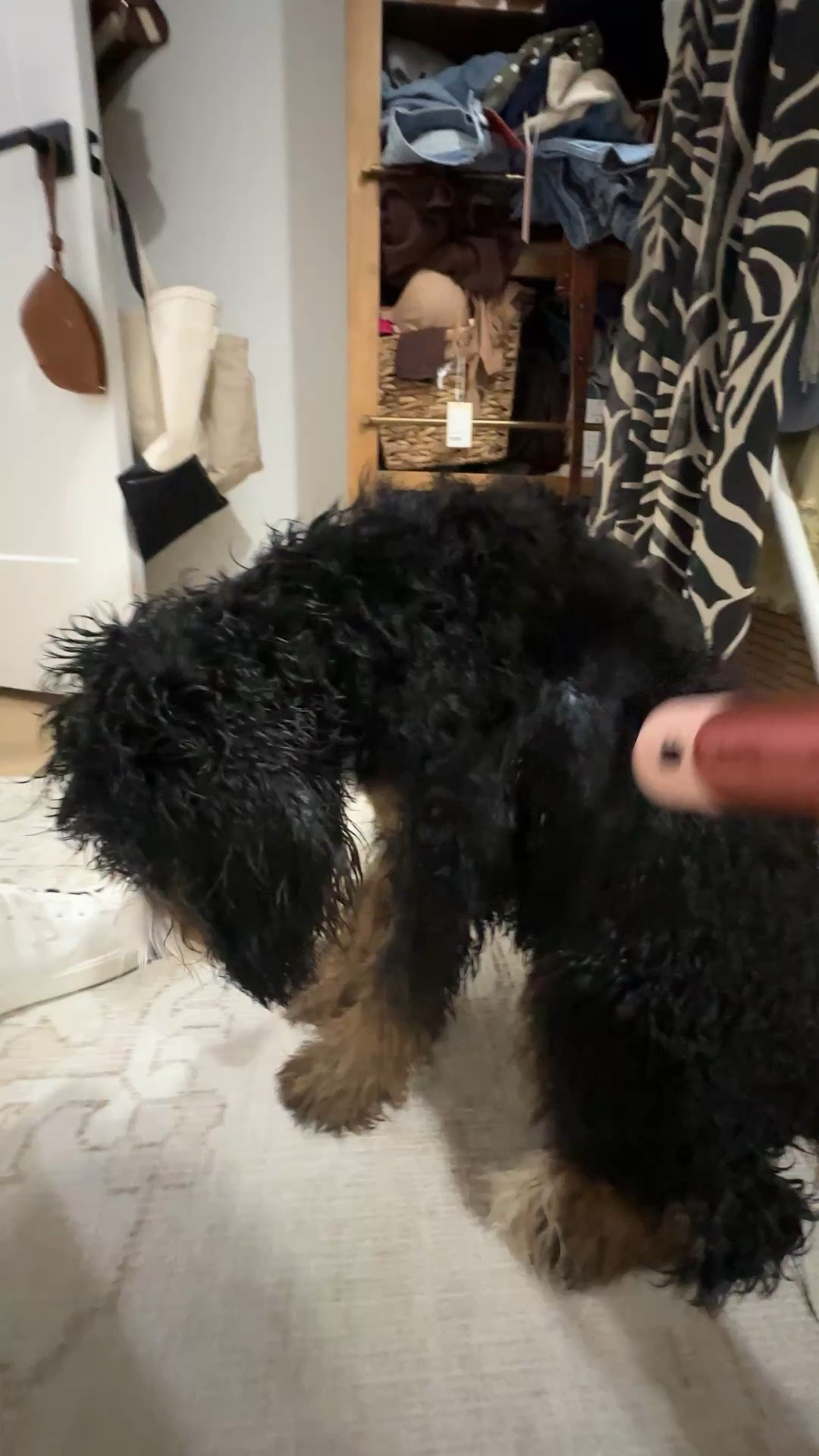 Penelope gets her hand blow dry blowouts 😂 with the Dyson airwrap lol. 

Puppy, dog

#LTKHome #LTKmomlife #LTKdayinmylife