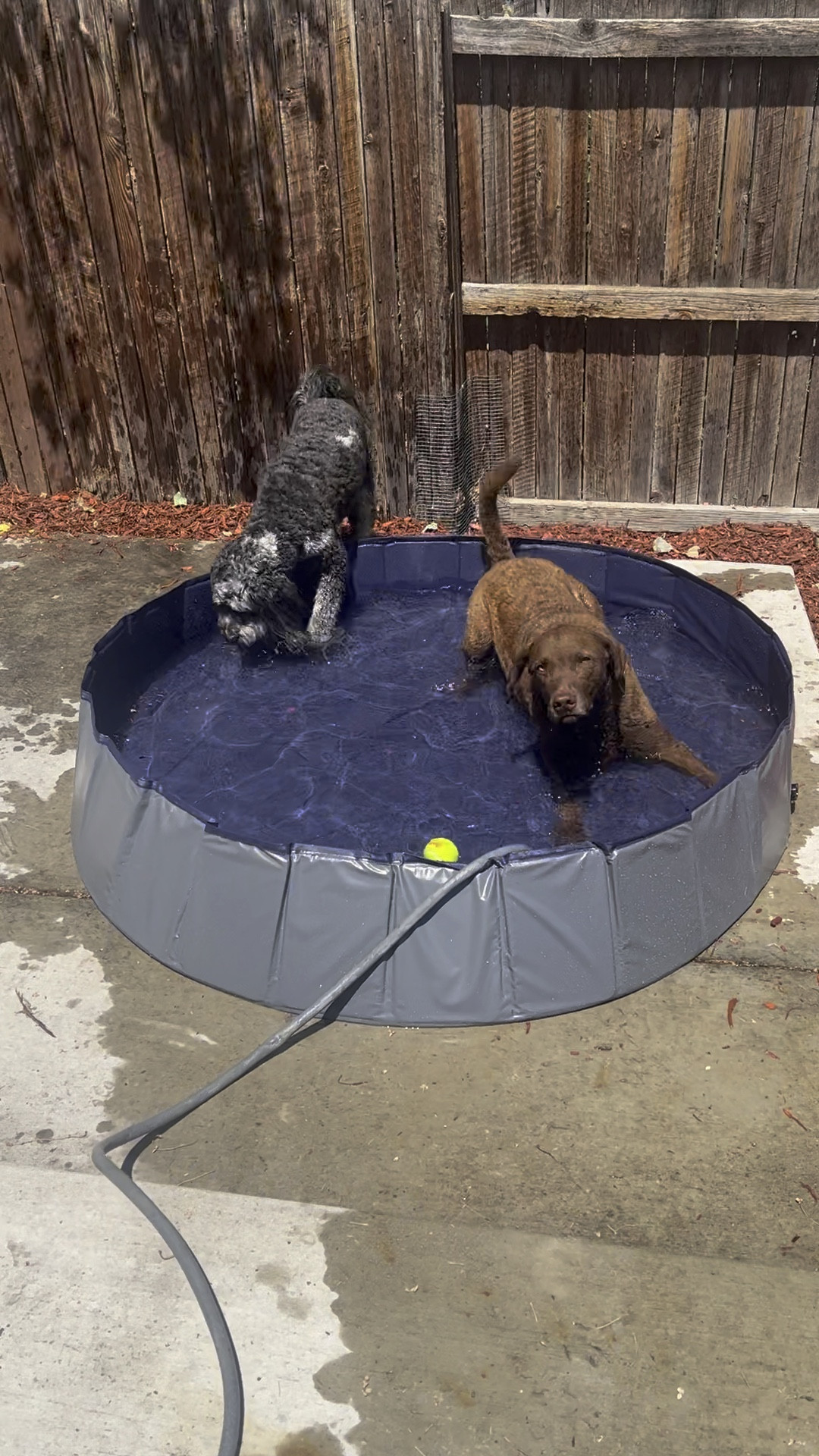 This pool is EVERYTHING for my dogs! They love the pool for those hot summer days to cool off. I even use it when I'm hot. It's at such a cheap price & great deal. The size we got is XXL & under $40 bucks. This would also be a good pool for small children for the $$!

#LTKSwim #LTKFindsUnder50 #LTKFamily