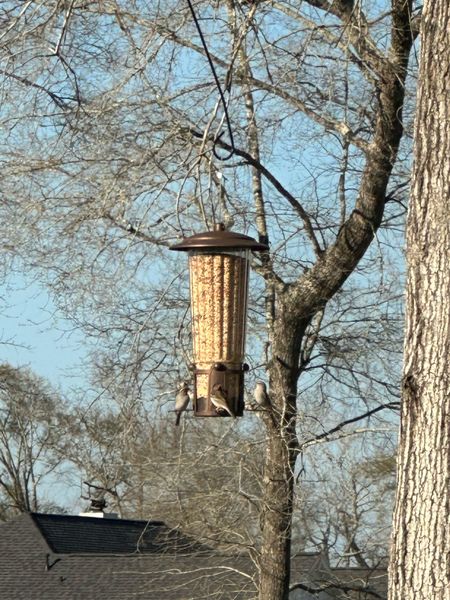 Our squirrel proof bird feeder actually works and this is our second year having it up! It’s held up so well. 

#LTKSeasonal #LTKhome #LTKfindsunder50