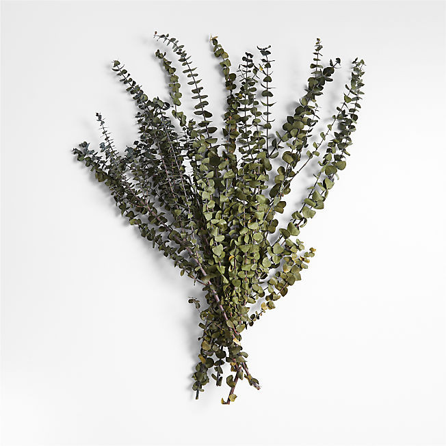 Olive Green Dried Eucalyptus Plant Bunch + Reviews | Crate & Barrel | Crate & Barrel