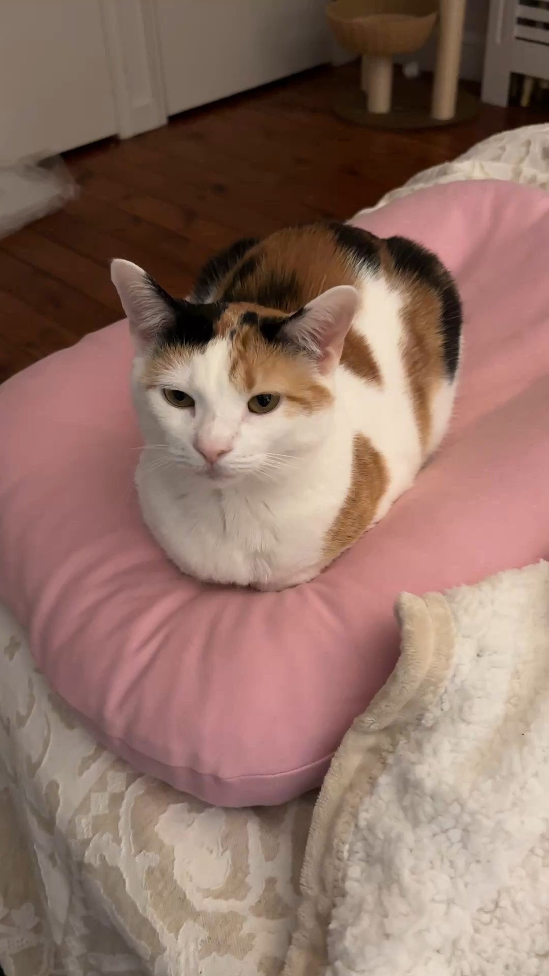 Madam Mim’s 2026 resolution is to execute more purrrfect loaves, which she appears to have done flawlessly on day one! 

She is glued to her Riposo Cat lounger…linked here! 

Cat bed pet accessories 