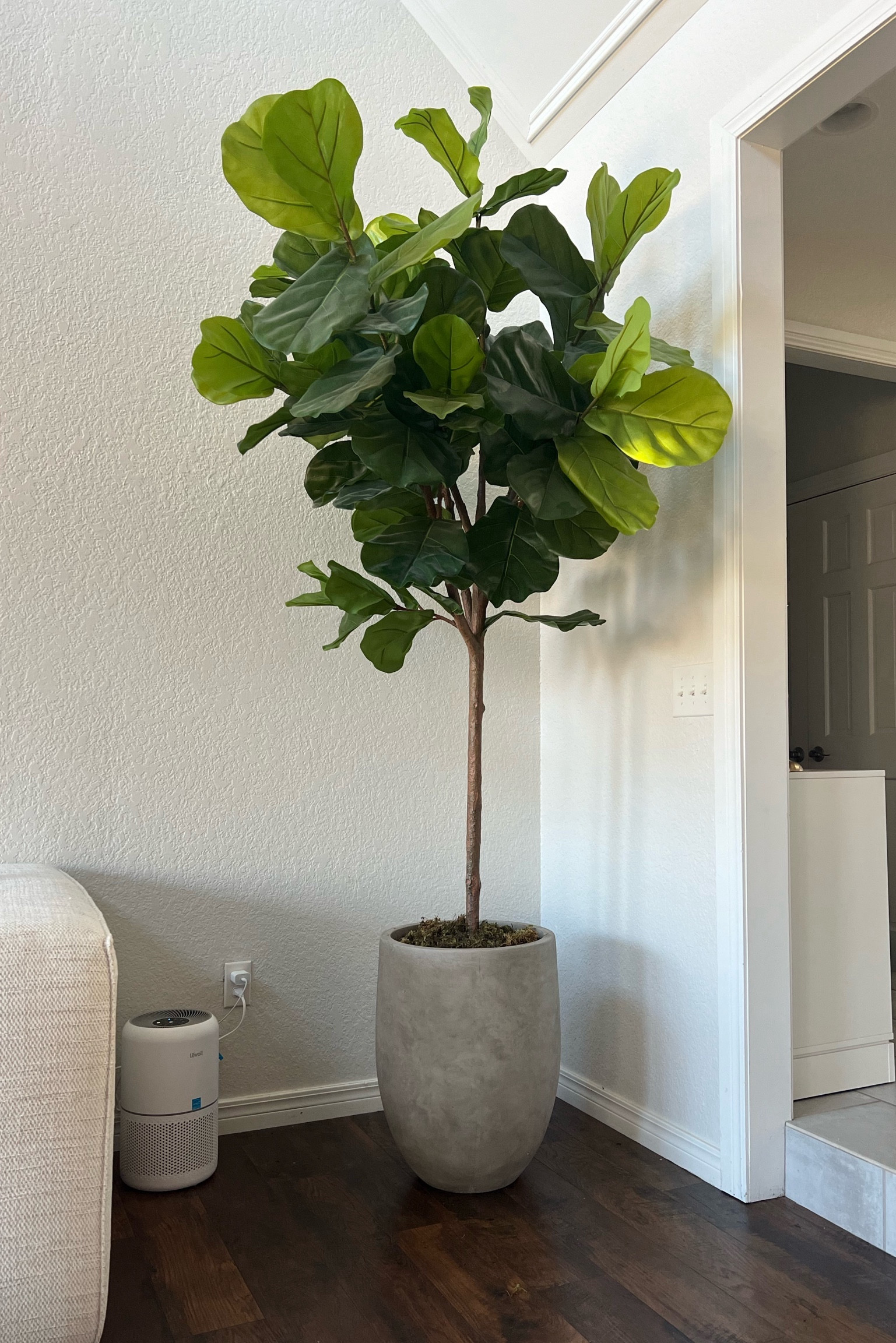 The perfect planter really elevates the situation 🪴 Love this one from amazon!

#LTKhome #LTKfindsunder100 #LTKsalealert
