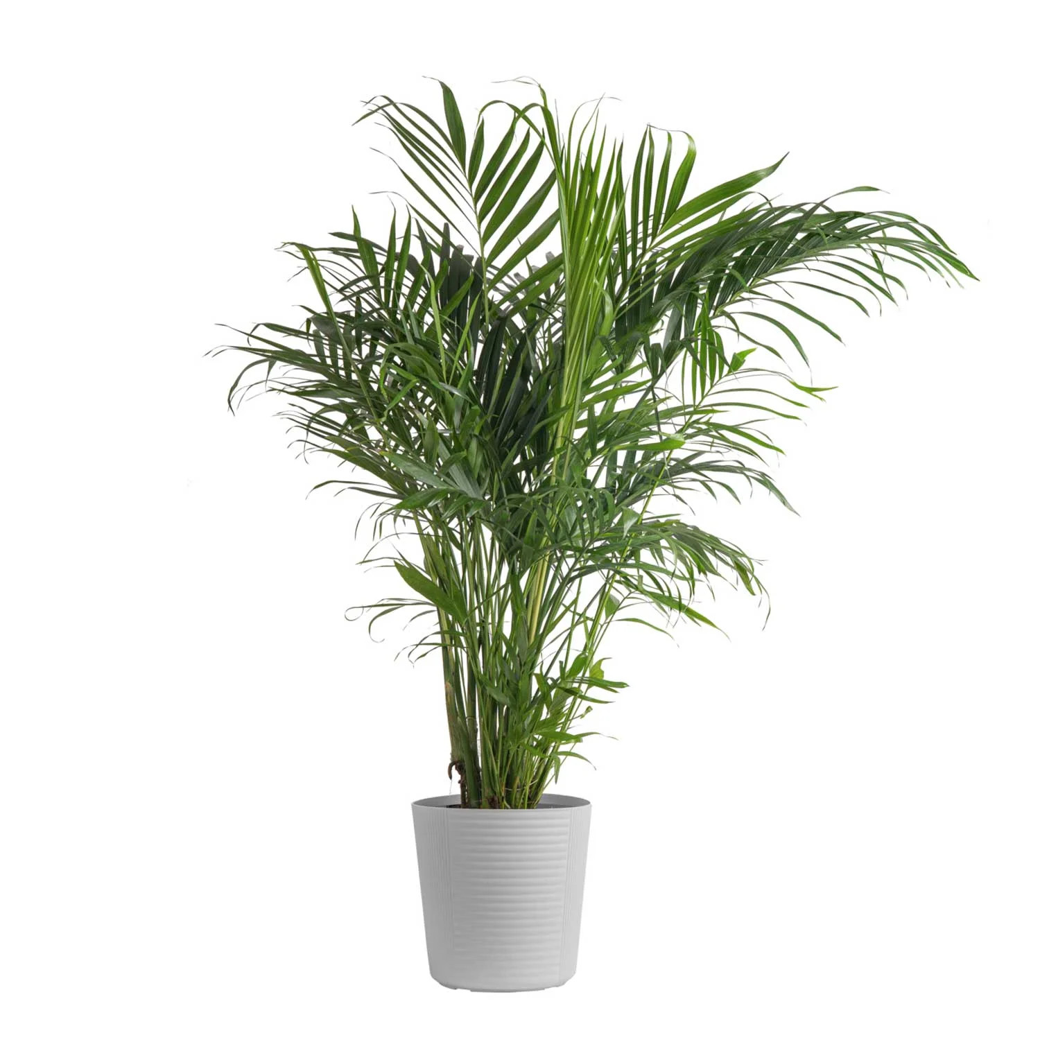 Costa Farms Live Indoor 32in. Tall Green Cat Palm; Bright, Indirect Sunlight Plant in 9.25in. Whi... | Walmart (US)