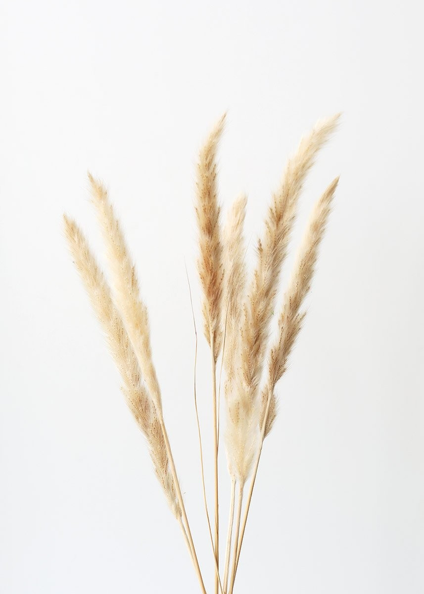 Pack of 6 - Smooth Natural Tan Pampas Grass - 25-29.5" | Afloral (US)