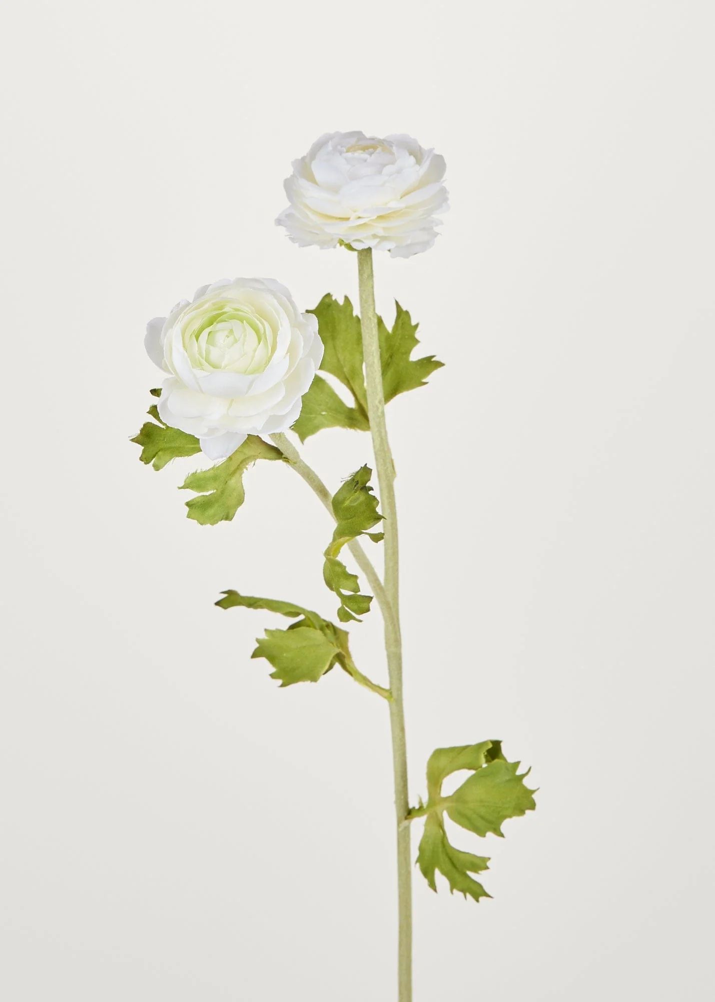 Artificial Ranunculus Flowers in White - 30" | Afloral