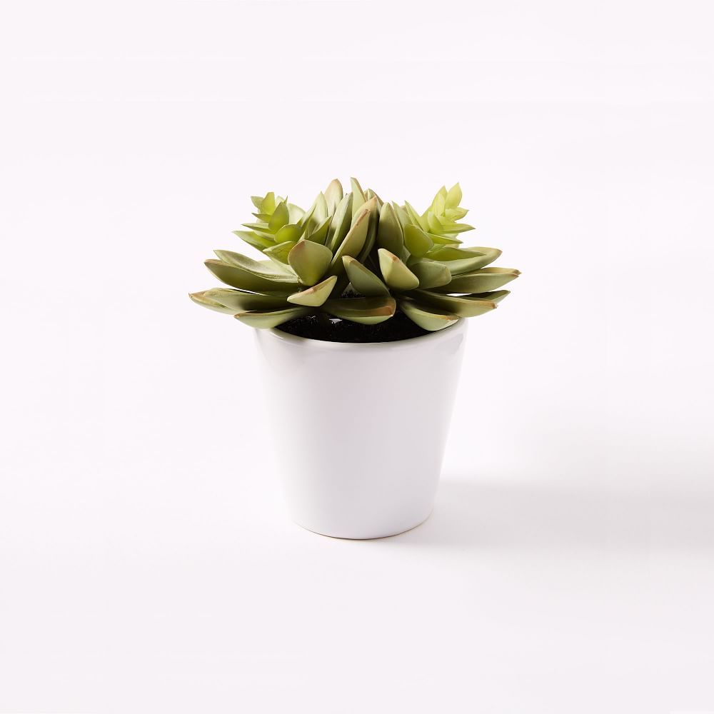 Faux Potted Echeveria Succulent Plant | West Elm (US)