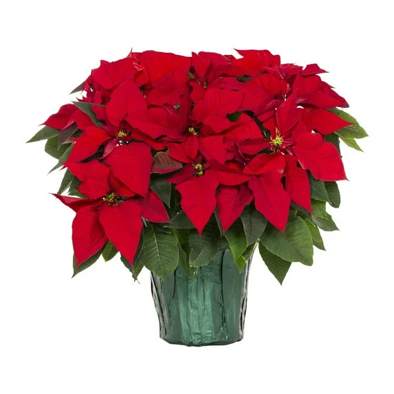 Holiday Time 1.5Gal Red Poinsettia Live Houseplant Green Foil Cover Indirect Sunlight | Walmart (US)