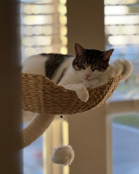 Cat moms, this one is for you! 🥰

Cat tree, modern cat tree, cat toys, cat accessories, cat ideas

#LTKhome
