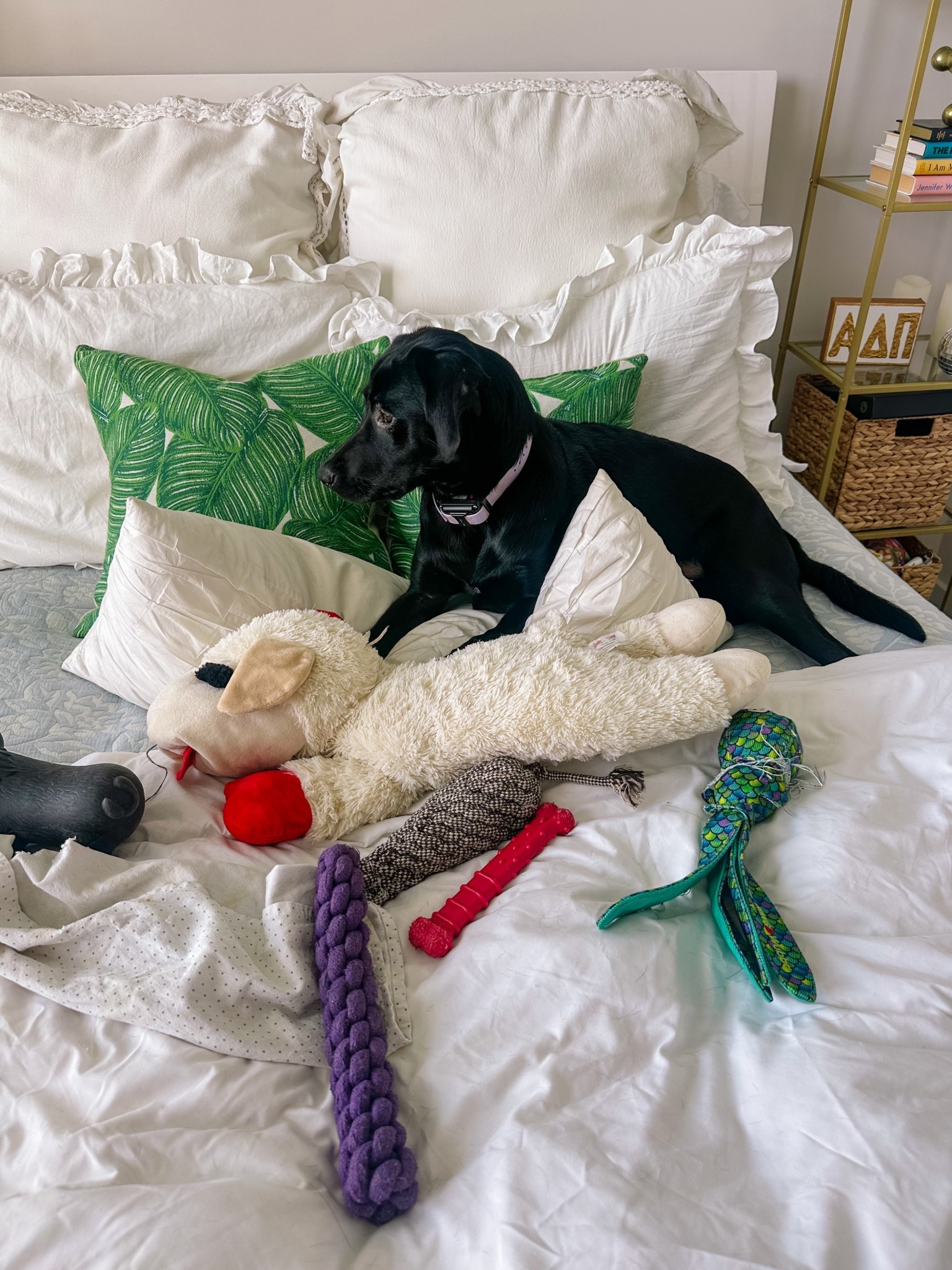 One thing Piper doesn’t have is a shortage of toys 🤣 We try to get her new & fun ones so she’s always stimulated - but these are a few of her all time favorites!! 

#LTKPets