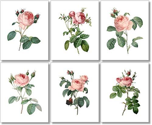 Vintage Pink Roses Botanical Prints - Flower Wall Art - (Set of 6) - 8x10 - Unframed - Floral Dec... | Amazon (US)