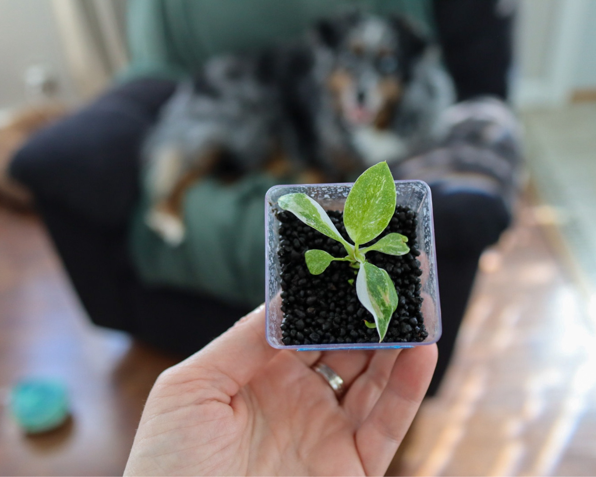 I love propping plants in Fluval stratum. 

What is your favorite prop substrate? 

#LTKfindsunder50 #LTKhome #LTKSeasonal