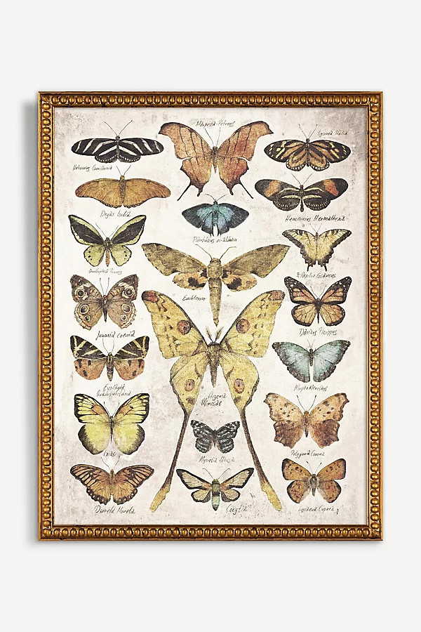 Butterflies and Moths Wall Art | Anthropologie (US)