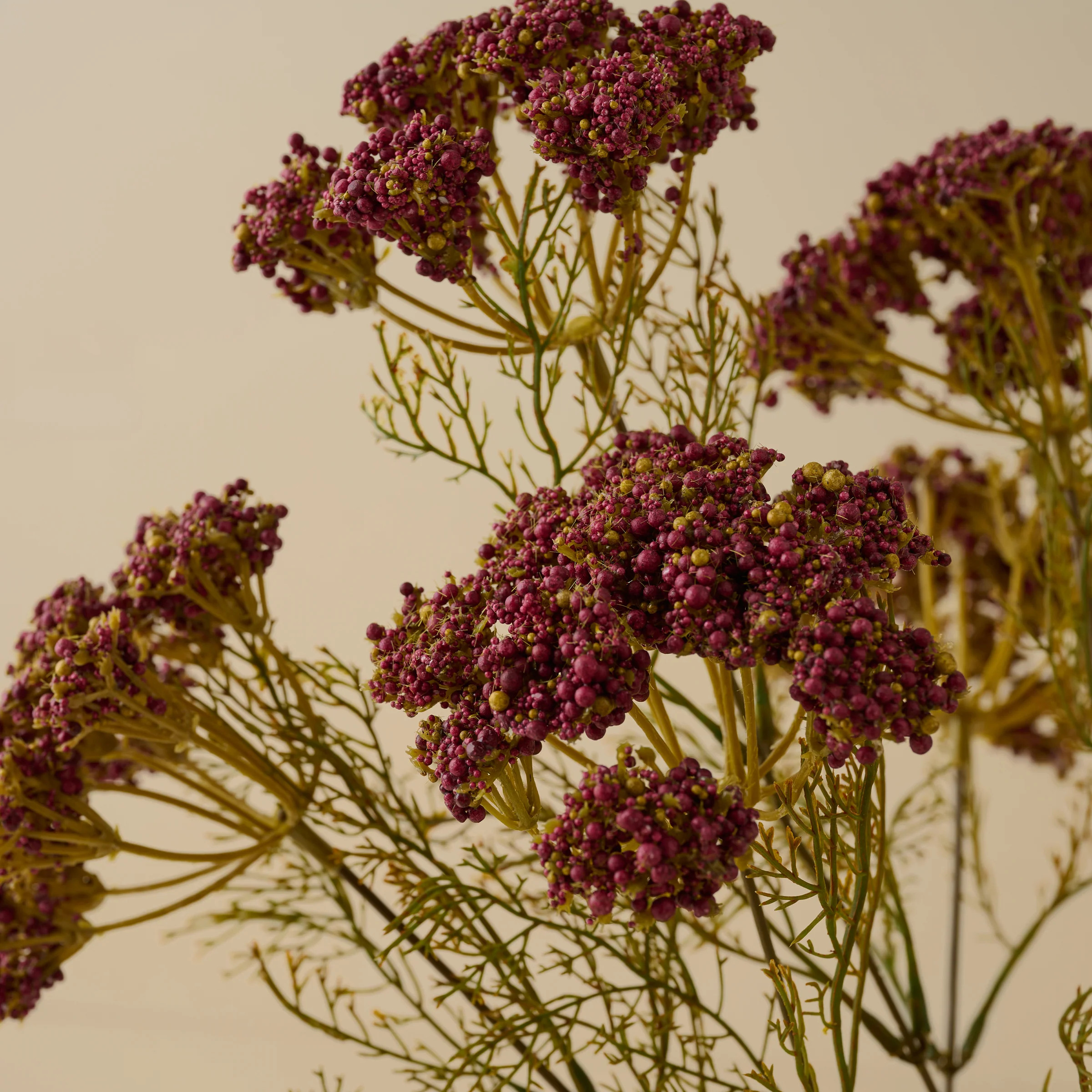 Purple Yarrow Bush | Magnolia