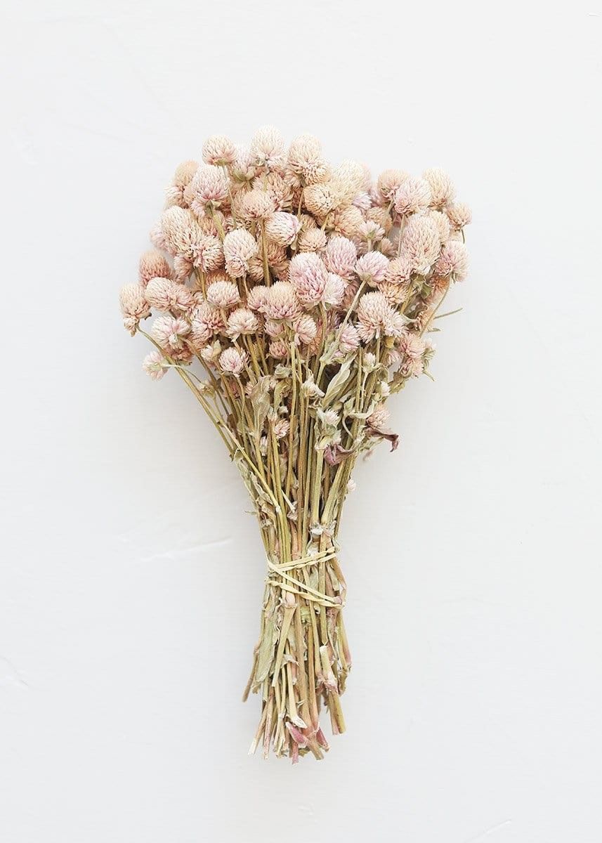 Air-Dried Globe Amaranth in Pink - 14-18 | Afloral