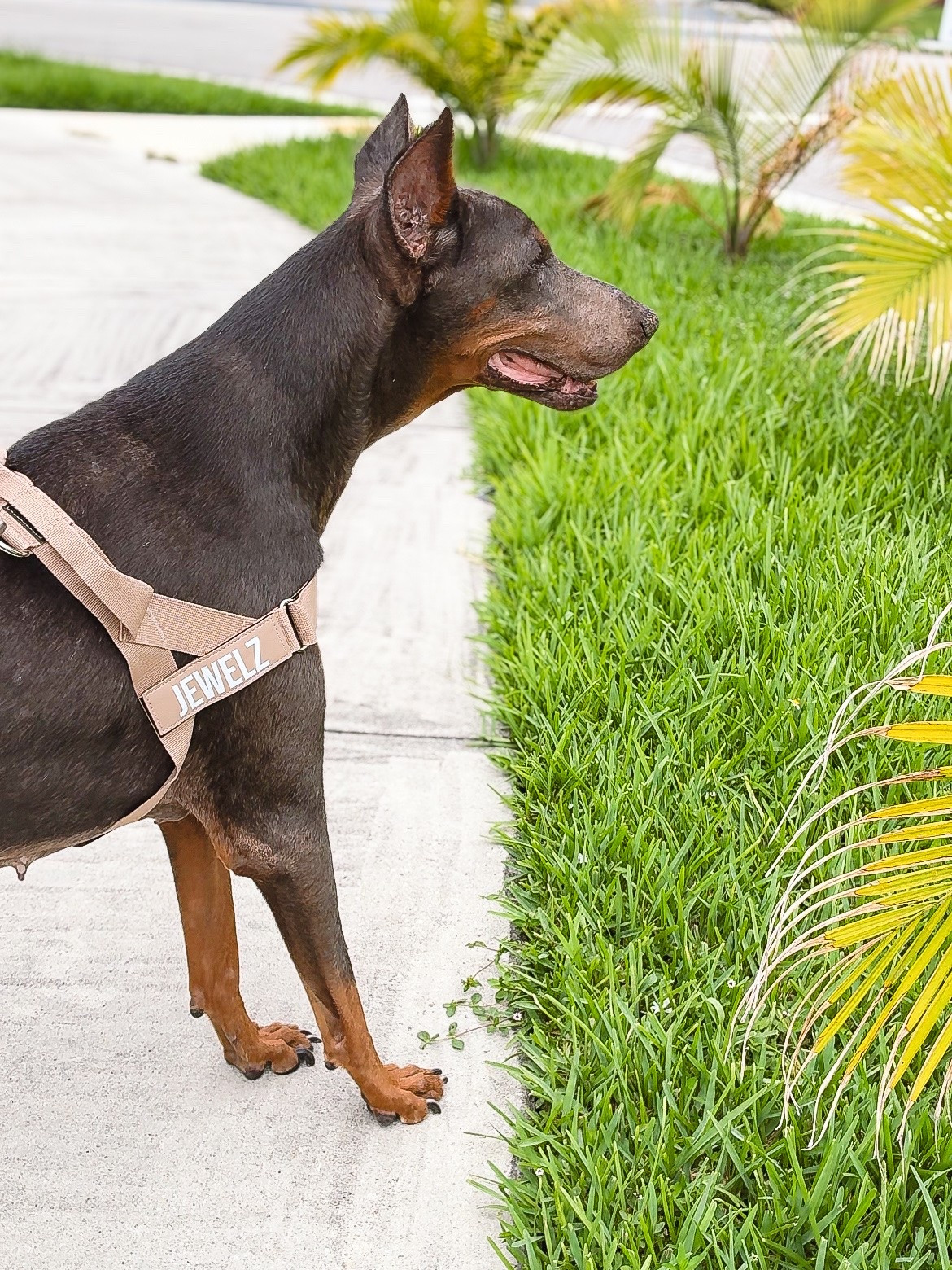 Dog Mom Life 🐾🤎

My 13-year-old Doberman, Jewelz, is all about comfort these days, so I’m always looking for products that make our walks a little easier. ✨

We’ve been loving this custom no-pull leash and harness set from Dog Friendly Co. The personalized name patch is such a cute touch, and I love the premium neutral color. The harness features an easy-click buckle and sturdy grab handle, while the bungee leash helps provide added comfort and control.

Shop our walking essentials below 🐾🛍️

#DogMomLife #DobermanMom #DobermanPinscher #SeniorDog #PetEssentials

#LTKdayinmylife #LTKmomlife #LTKvlog