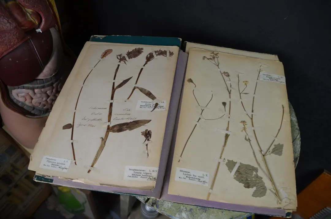 Exceptional Botanical Collection, Herbarium: 10 dried flower / plant specimens in original antiqu... | Etsy (US)