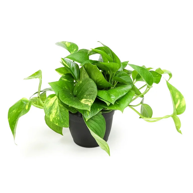 Expert Gardener Live Plant Golden Pothos in 6in Pot | Walmart (US)