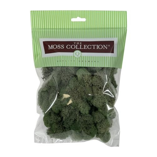 Quality Growers - Preserved Reindeer Moss - Moss for Crafts, Home Decor, Art, Design & DIY Projects - Non-Toxic - USA Made (Basil, Small) | Amazon (US)