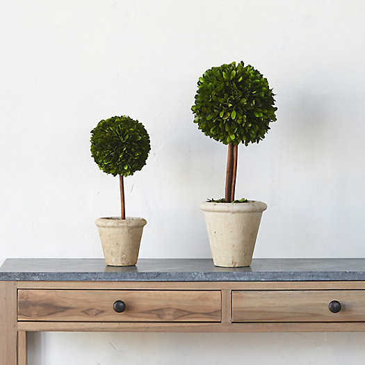 Preserved Boxwood Sphere Topiary | Terrain