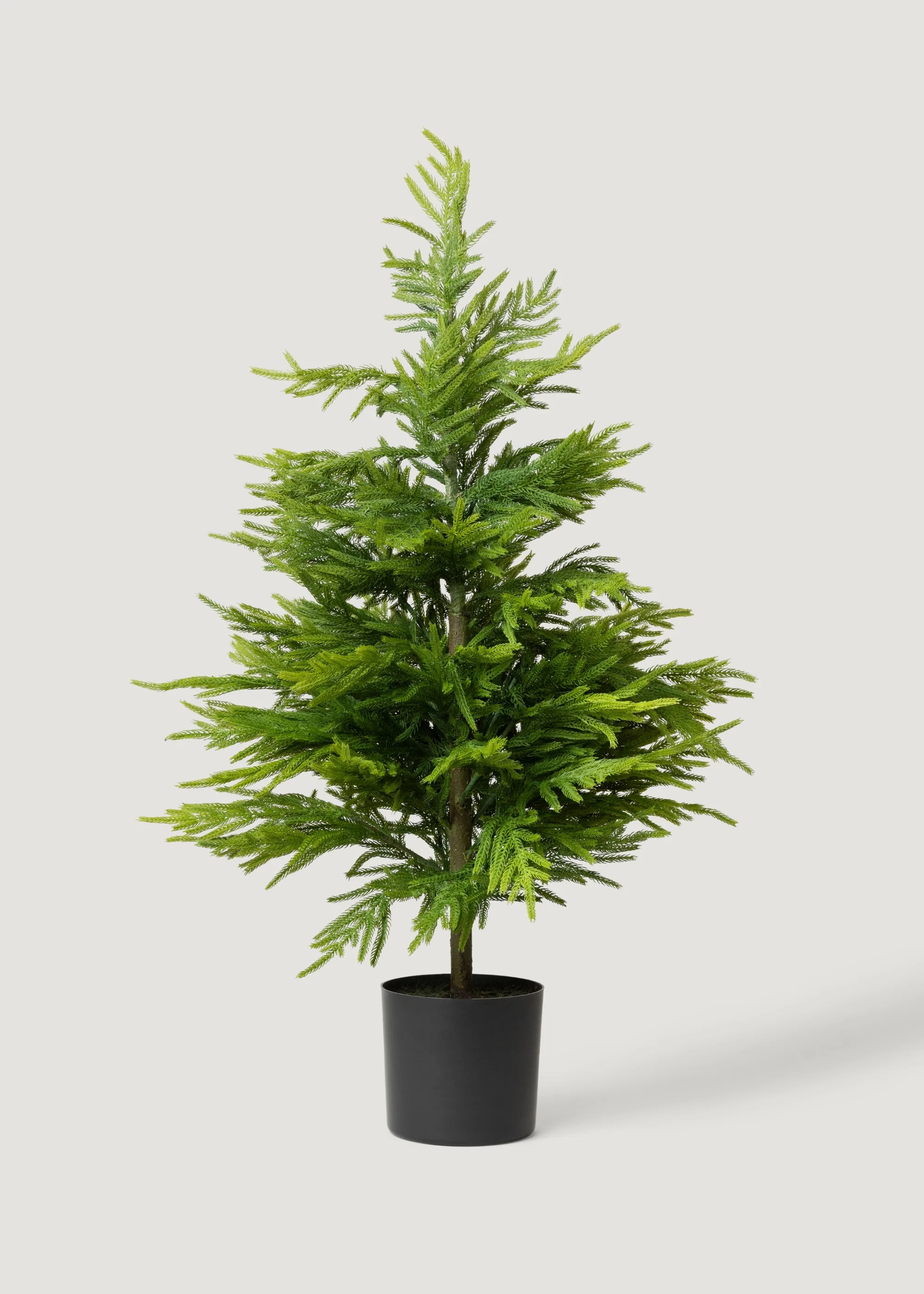 Norfolk Pine Tree in Pot | Artificial Potted Plants & Trees at Afloral | Afloral