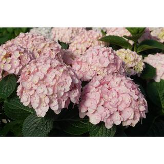 1 gal. Wee Bit Innocent Bigleaf Hydrangea (Hydrangea macrophylla) Live Flowering Shrub with Multi... | The Home Depot