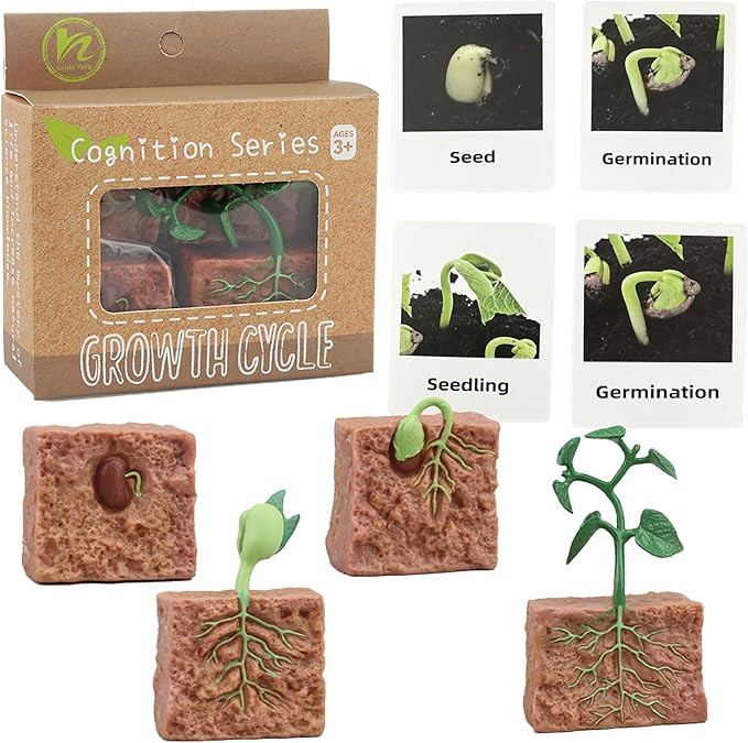 Mbrain 4 pcs Plant Growth Cycle with Flash Cards,Life Cycle Learning & Education Toys,Montessori ... | Amazon (US)