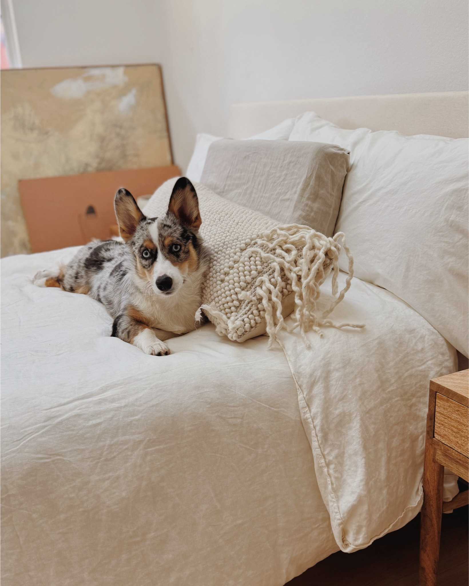 He’s completely ruined this pillow 🥴 but at least he’s cute. Bedroom linens - bedroom - sheets - bedding

#LTKHome #LTKFamily #LTKSeasonal