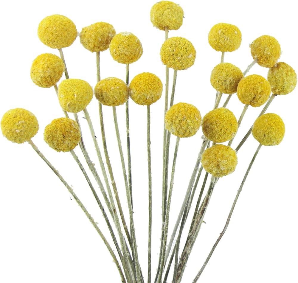 20 Pcs Natural Dried Flowers Craspedia Billy Balls Flowers Billy Buttons Balls Dried Floral Bouqu... | Amazon (US)