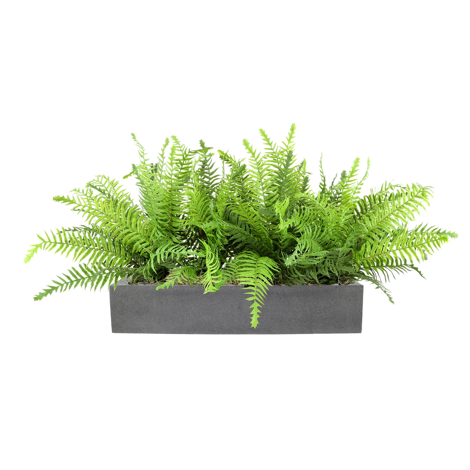 Creative Displays, Inc. Outdoor UV Rated Ferns Arranged in Fiberstone Planter & Reviews | Perigol... | Perigold