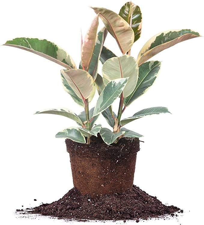 Perfect Plants Variegated Rubber Plant | Ficus Elastica 'Tineke' | Live Indoor Houseplant | Uniqu... | Amazon (US)