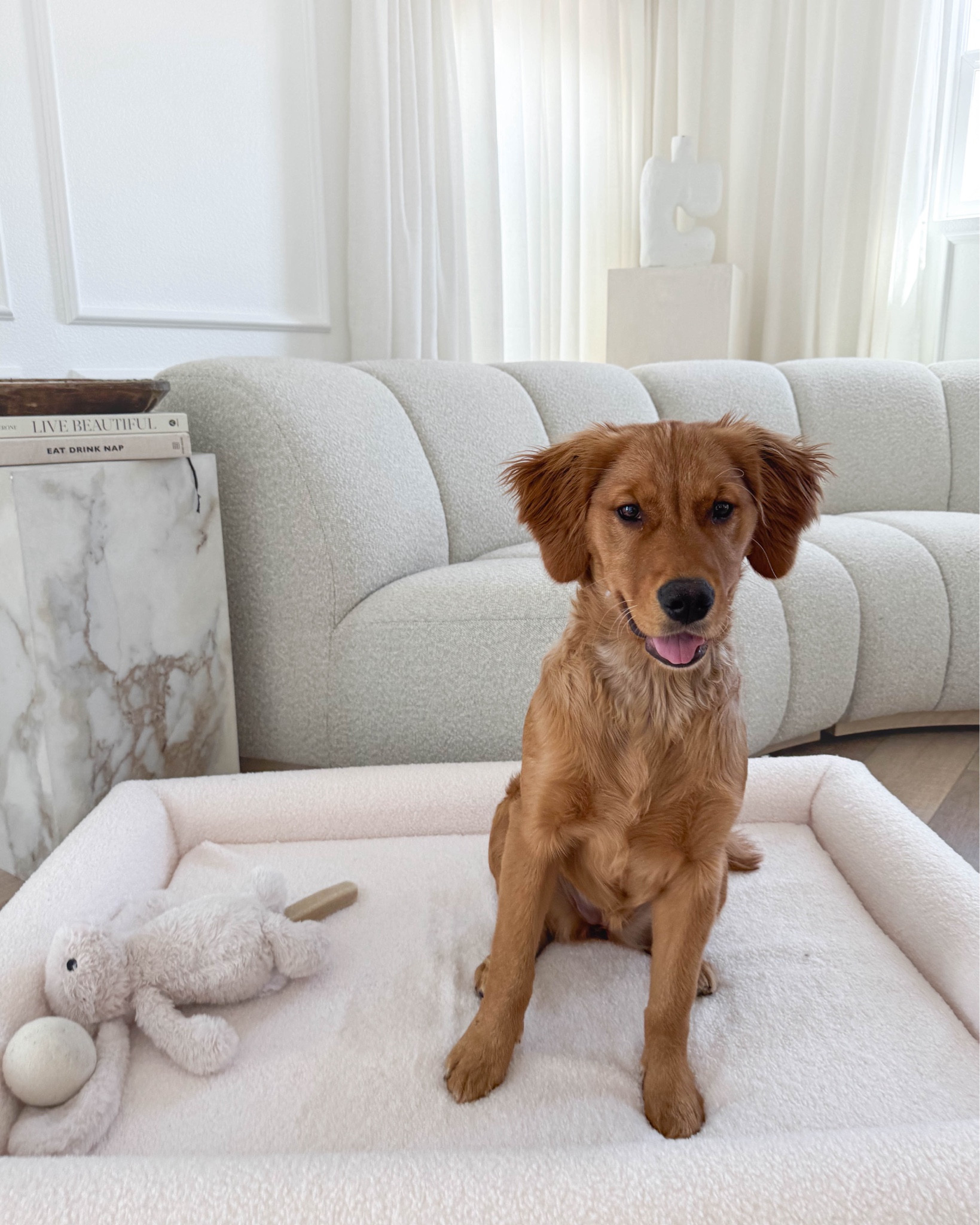 A few of Sammie's favorites! Rounding up the most aesthetic dog beds 🐶🤍

#LTKHome #LTKSummerSales #LTKFamily