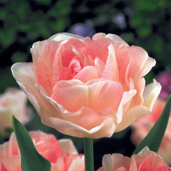 Tulip Sale |Angelique Tulip | Breck's | Brecks
