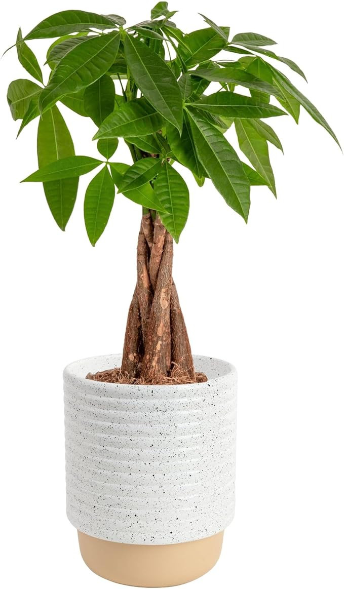Costa Farms Money Tree Live Plant in Decorative Pot, Air Purifying, Braided Indoor Houseplant, Pe... | Amazon (US)
