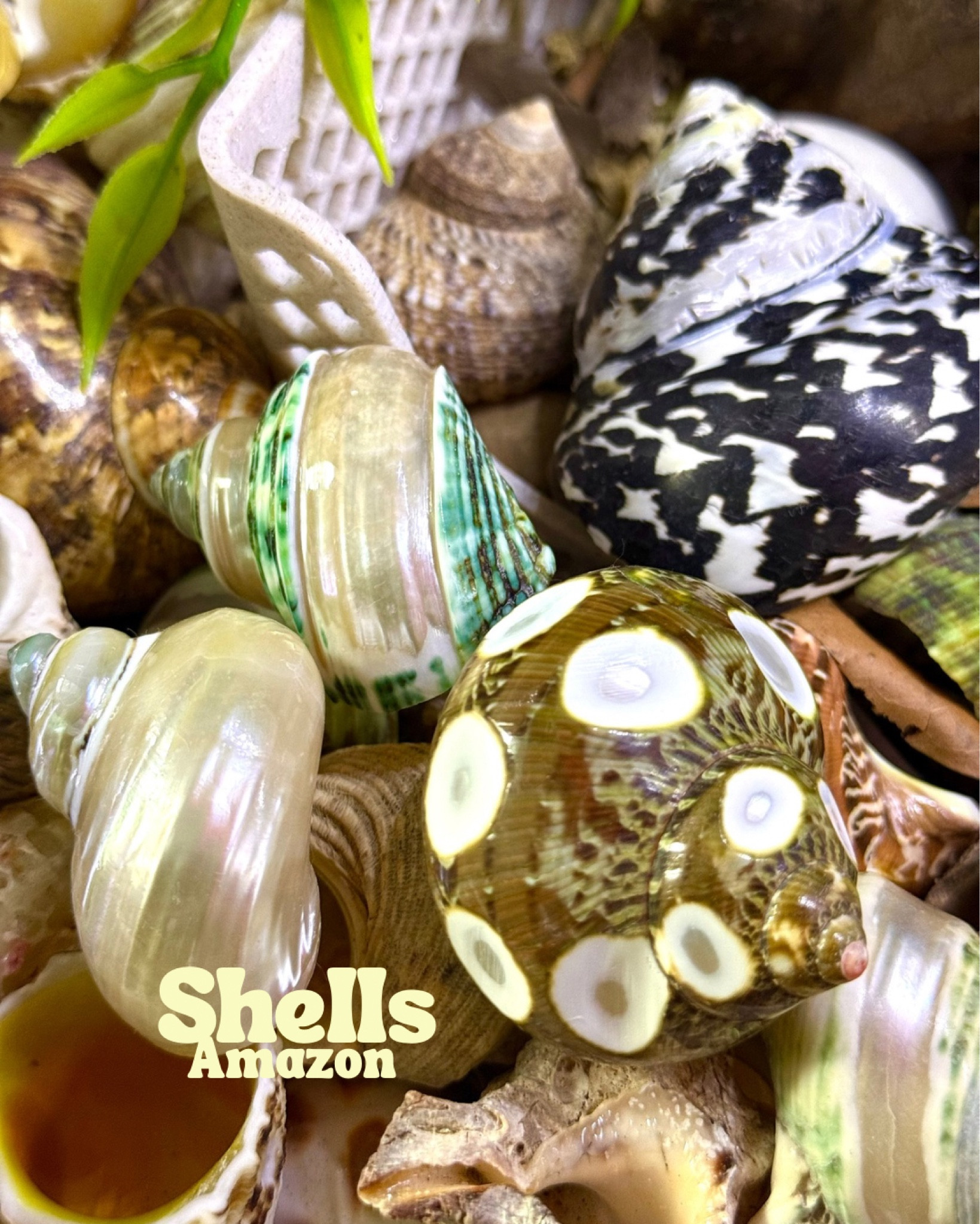 Hermit crab shells