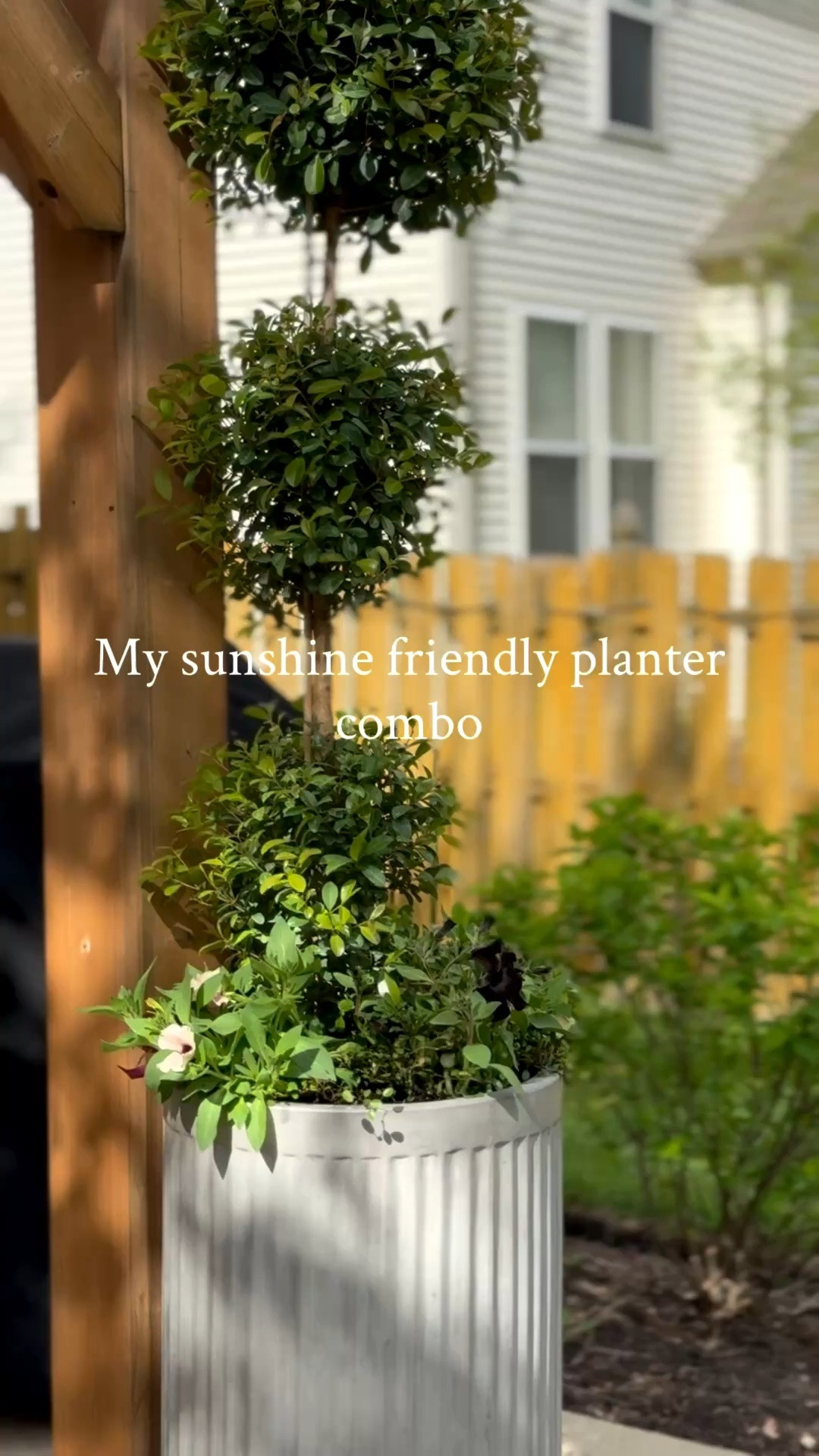 Sale on my Pottery Barn planters 

Since I got new planters for my porch, I decided to bring the old porch planters onto the patio. Can’t wait to see these plants fill in. Here’s the sun, friendly plant combination I used.

💚Eugene topiary-thriller 
🩷Sweet Caroline Sweetheart mahogany-trailer 
🩷Petunia crazy rose gold-trailer 
💚Wire vine Muehlenbeckla-trailer 
🖤Petunia crazy black mamba-filler

#LTKSeasonal #LTKHome #LTKSaleAlert