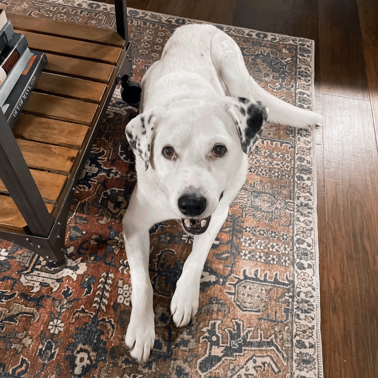 I love my kitchen rug from Amazon but the dog might take the cake!

#LTKfindsunder100 #LTKhome