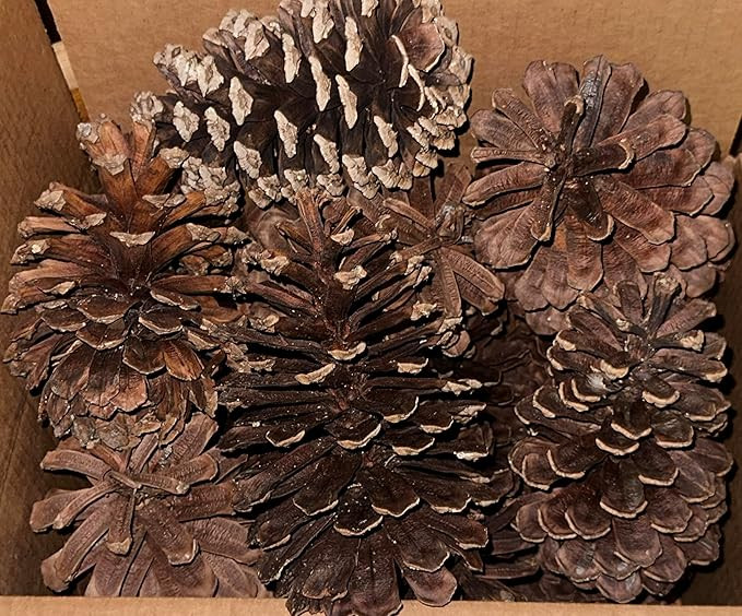30 Pine Cones Bulk Box 3-6 inches in Size. Real Pine Cones Hand Picked and Grown in U.S.A. | Amazon (US)